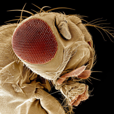 果蝇 郁康 显微镜