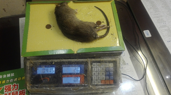 捕鼠,粘鼠板,郁康,捕鼠经验,怎么用粘鼠板抓老鼠