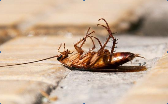 为什么蟑螂死后都是肚子朝天,蟑螂,郁康,害虫知识