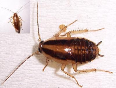 害虫知识-蟑螂是怎么长大的,蟑螂,蟑螂图片,蟑螂药