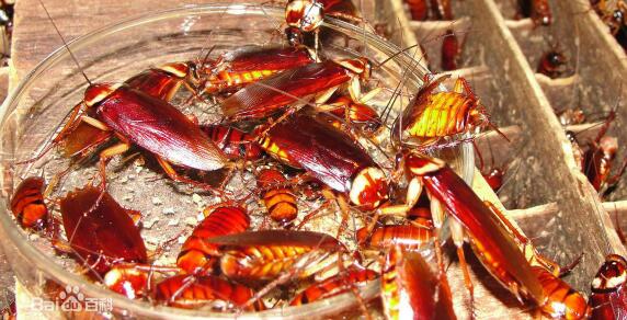 中国蟑螂种类大全-美洲大蠊,郁康,杀蟑胶胶饵,蟑螂,大蟑螂