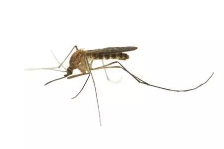 揭密蚊子的秘密，为消灭蚊子助一臂之力,郁康,山东洁保,洁保生物