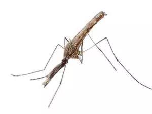 揭密蚊子的秘密，为消灭蚊子助一臂之力,郁康,山东洁保,洁保生物